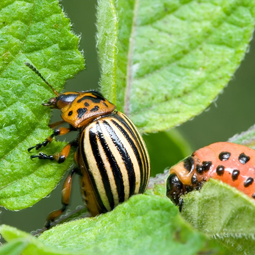 Pest Management